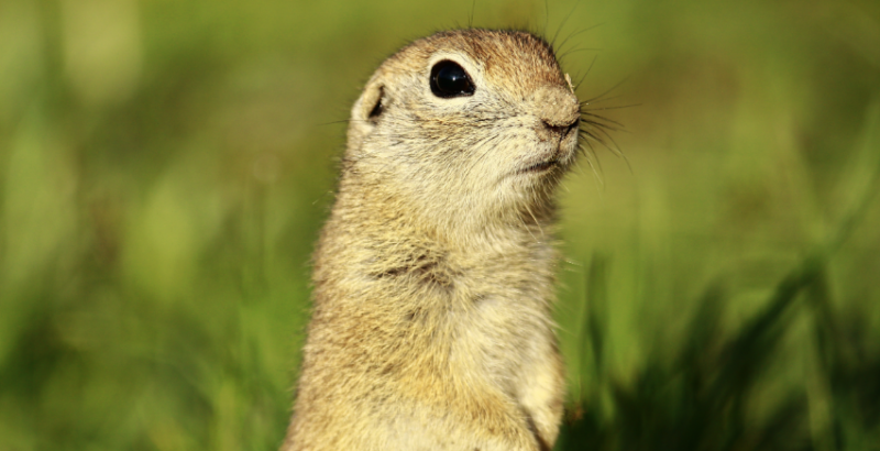 Digging Deeper: Unmasking Ground Squirrels